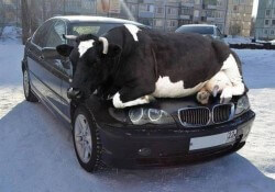 cow-on-warm-car.jpg.662x0_q70_crop-scale