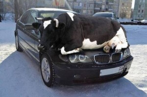 cow-on-warm-car.jpg.662x0_q70_crop-scale